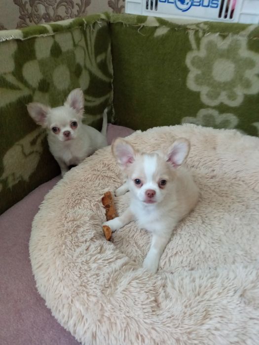 Дівчинка чіхуа довгошерста