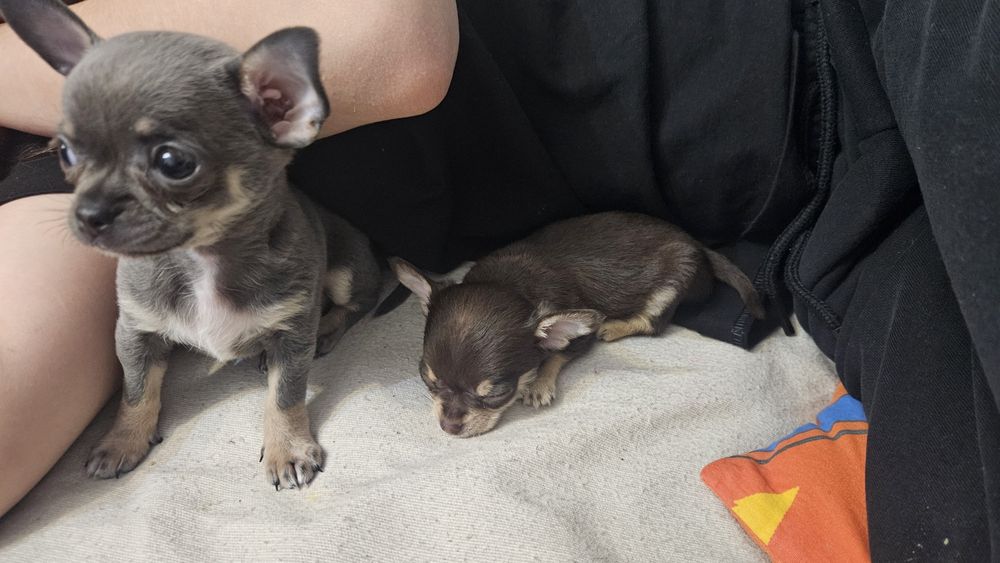 Piękna Suczka Niebieska Chihuahua