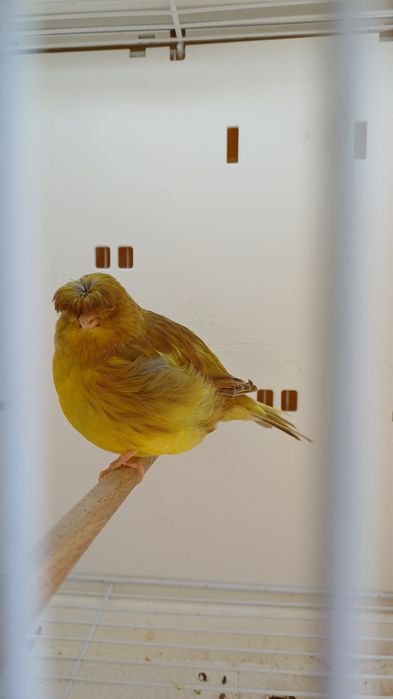 Kanarek Gloster samica nr 4 i 5