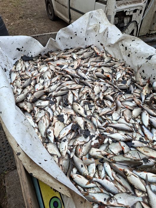 Karp kroczek narybek drobnica zarybienia płoć okon karas leszcz koi li