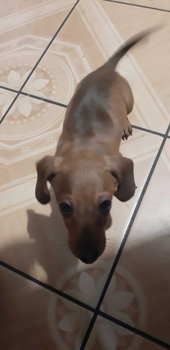 jamnik króliczy -miniatura Piesek Gucio