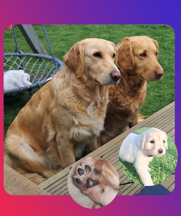 Golden Retriever-hodowla domowa