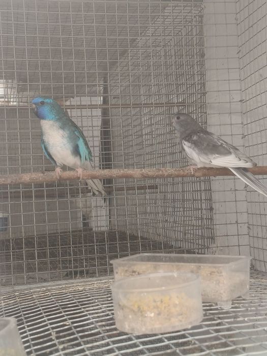 Casal neophemas esplêndidos
