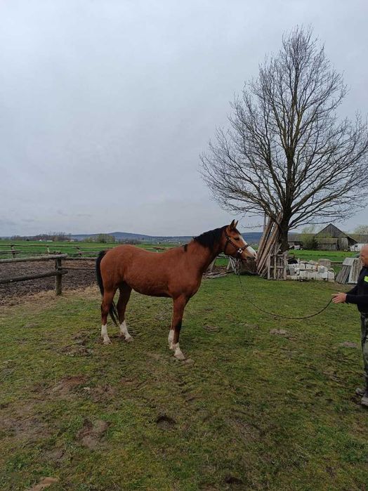 Wałach mieszanki małopolskiej z American Paint Horse