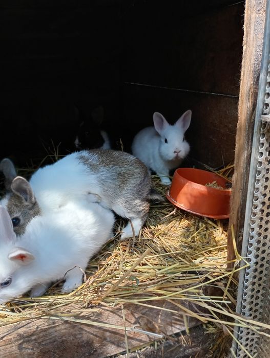 Króliki duże/miniaturki