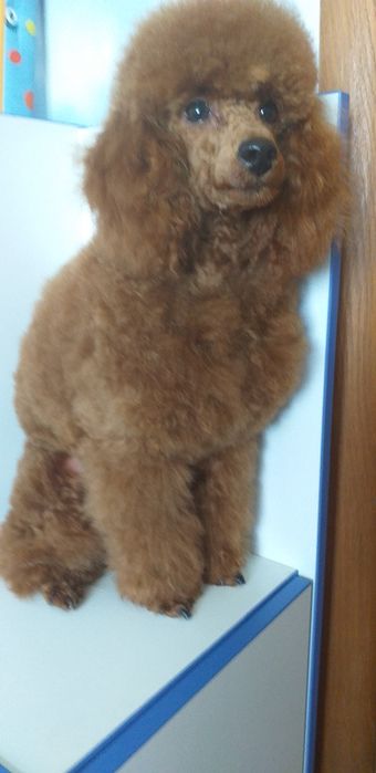 Красавчик пуделек приглашает дам!