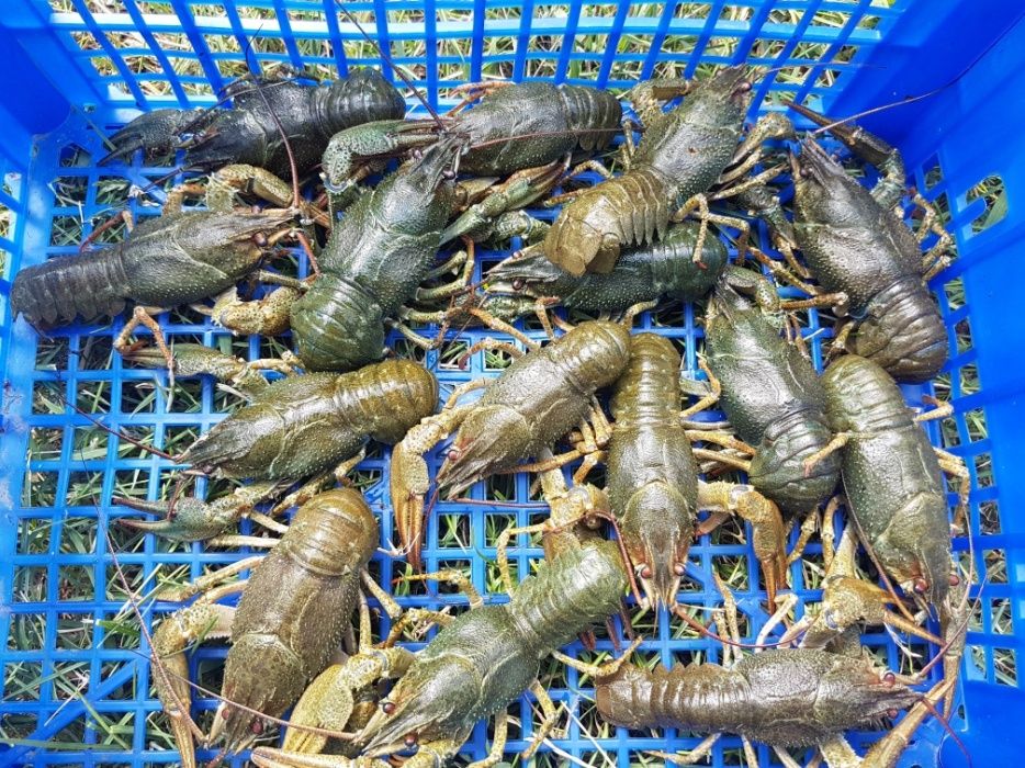 Купить раков