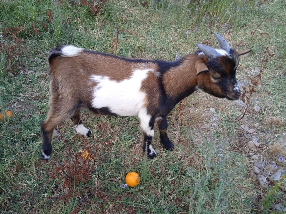 Cabrito de raça anã