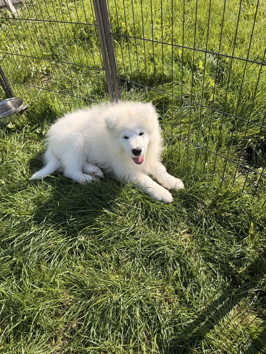 Szczenię samoyed samczyk