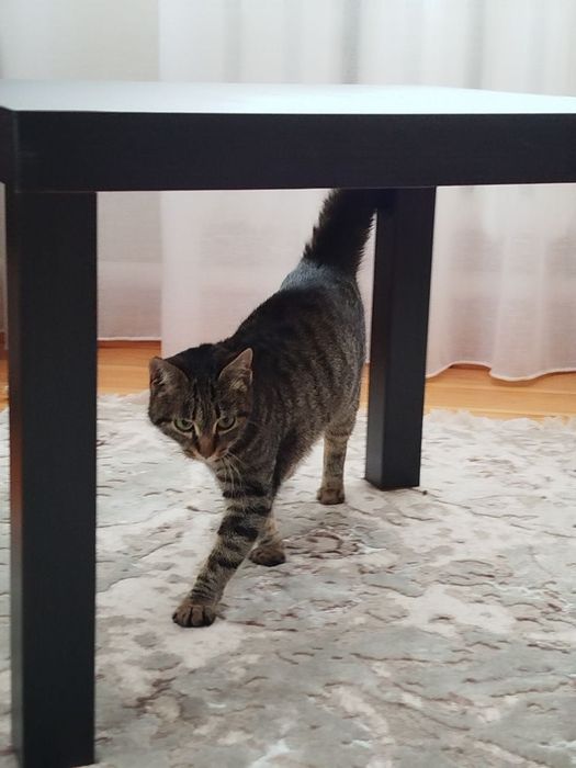 Кошеня безкоштовно