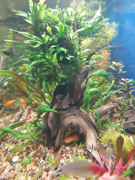 Microsorium Mini