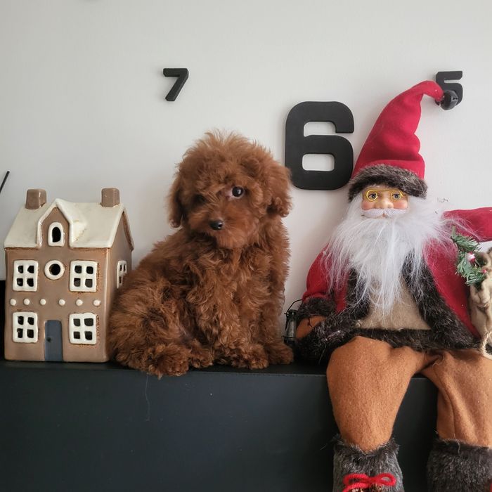 Pudel toy,red, szczenie