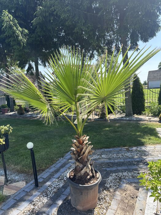 Washingtonia Robusta