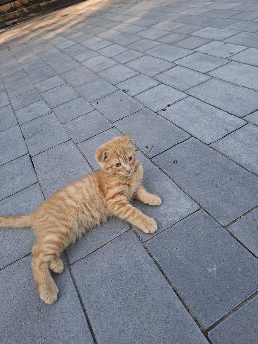 Котики. Вік 3 місяці