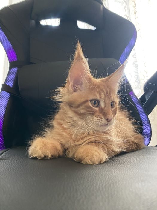 Королевские мейн-куны — котята, в которых влюбляются с первого взгляда