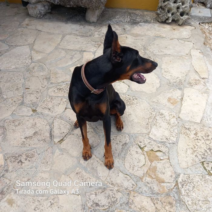 Doberman para monta