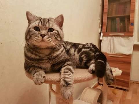 Вязка Шотландского прямоухого кота