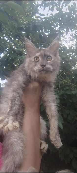 Не спеша в семью котенок