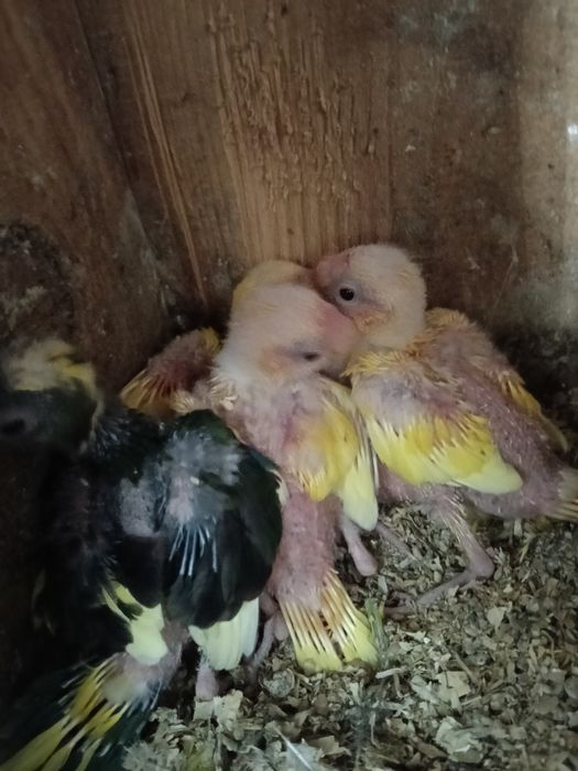 Kakarikis bebés para criar a mão