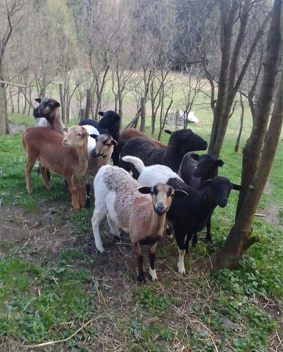 Jagnięta mix dorper kamerun