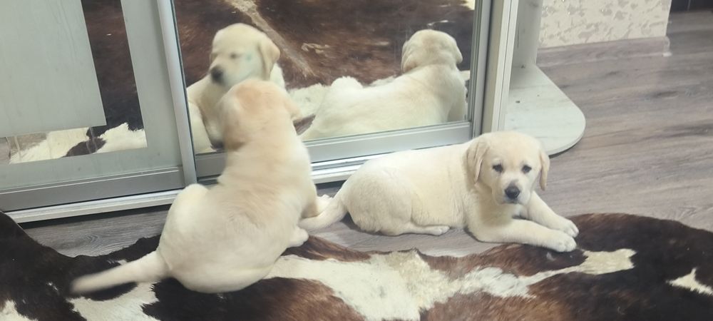 Супер подарок близтким Эксклюзивне цуценя офіційного розплідника