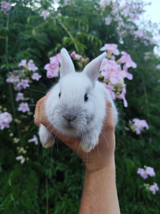 Coelhos anões bebés super meigos!