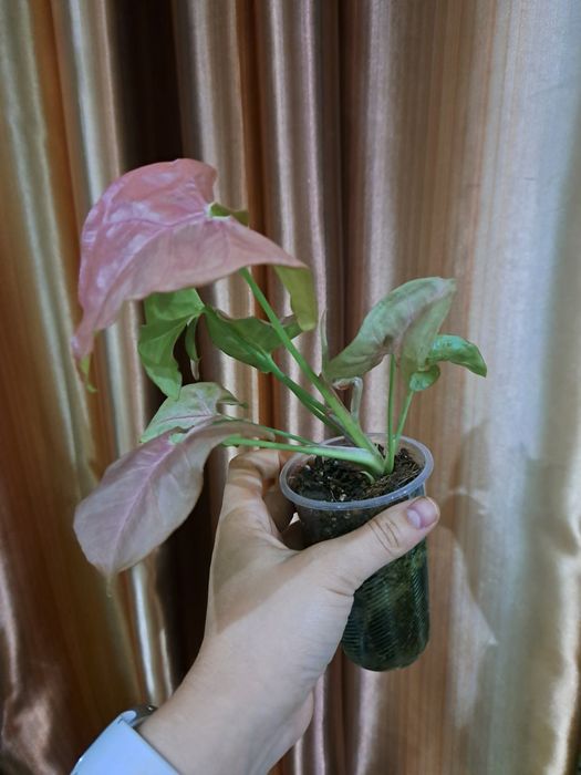 Віддам або обміняю живці сінгоніума Mojito