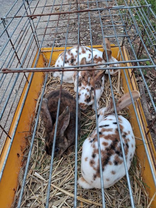 Króliki rex trójkolor po 40 zł. 509611215 Mława