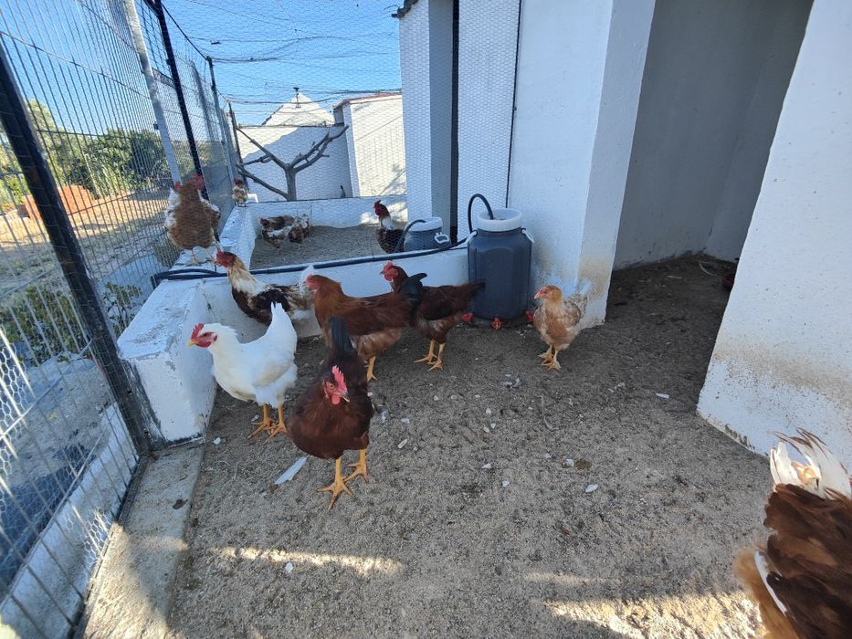 Galos híbridos prontos para reproduzir