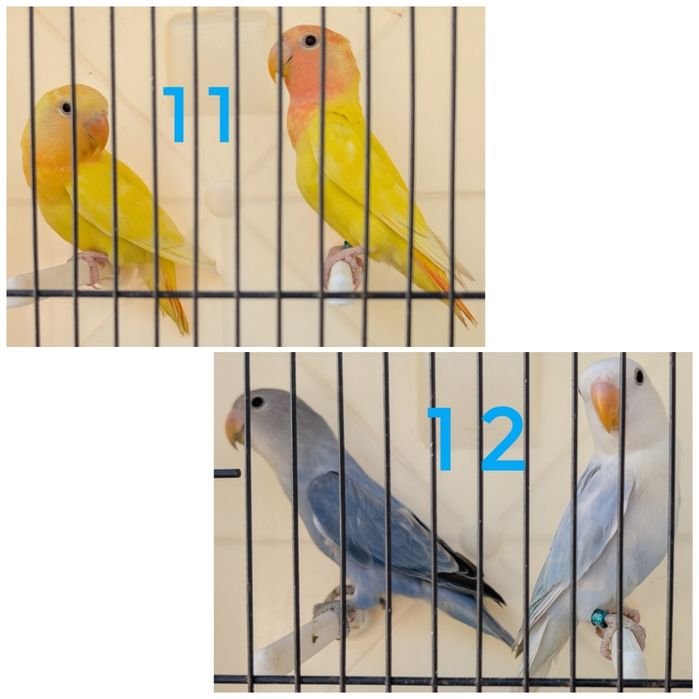 Agapórnis roseicollis