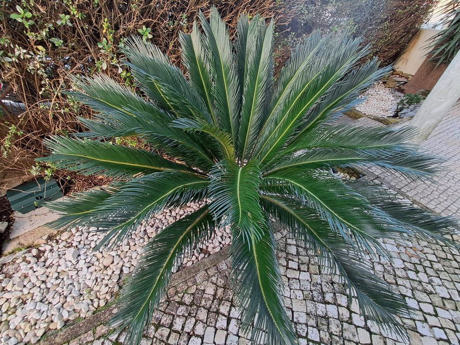 Sica (palmeira) de jardim crescida, lindíssima.