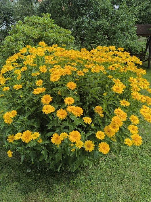 Słonecznik wysoki duża sadzonka