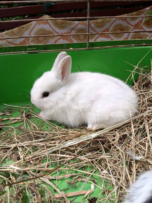 Króliki miniaturki