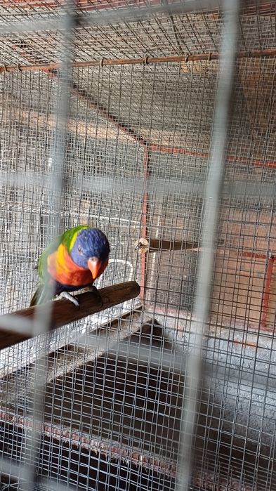 Fêmea de lori molucano de 2025