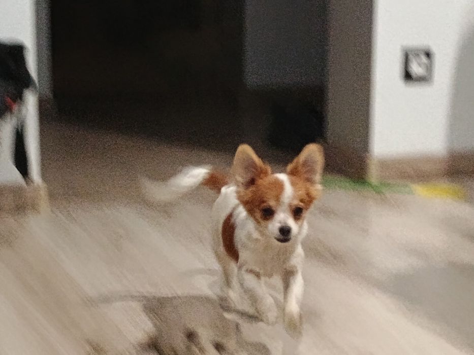 Chihuahua piesek miniatura