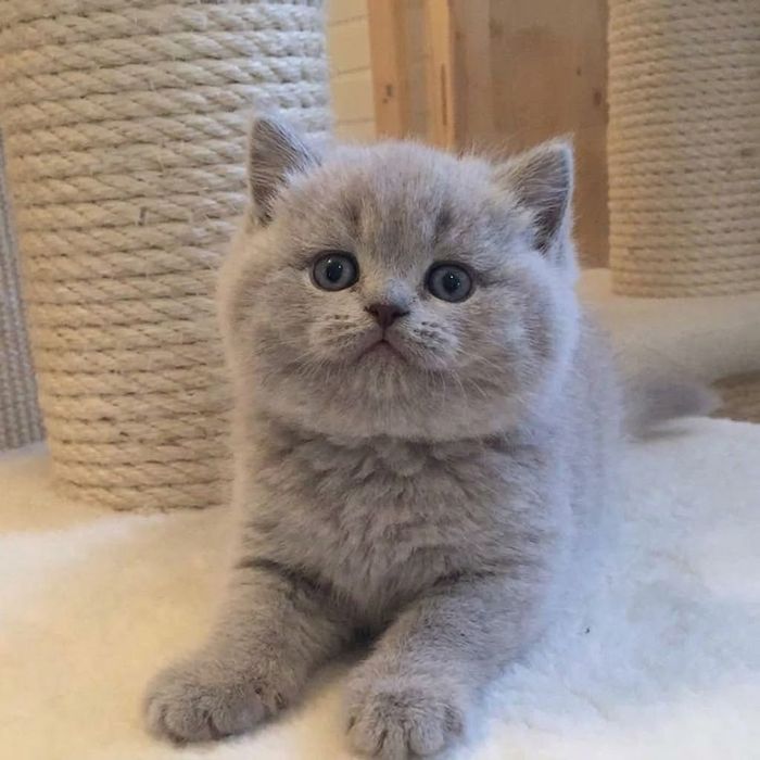 Британские котята