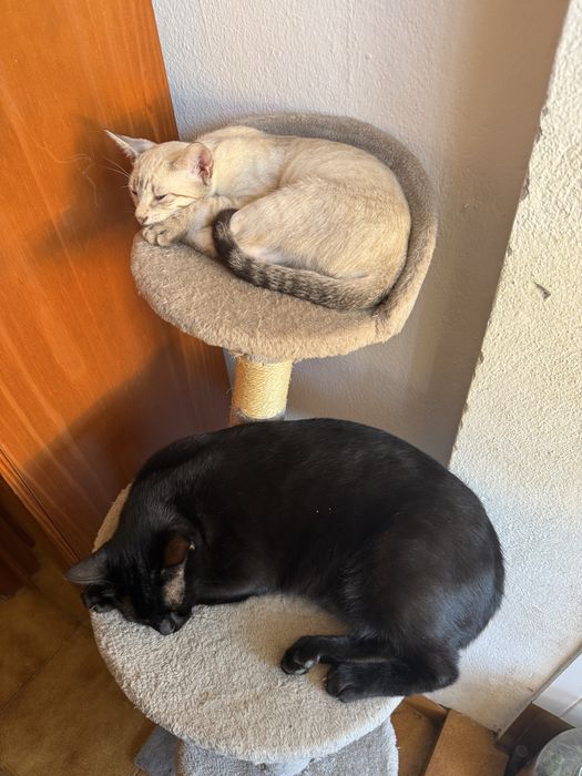 Gata siamesa silver point para adoção
