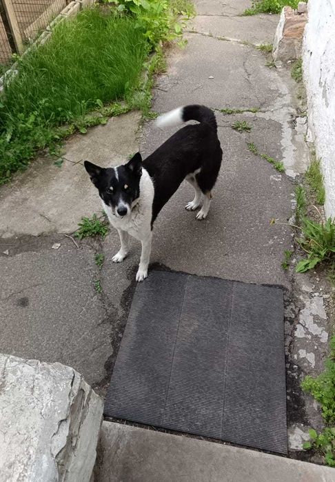 Зник пес. Допоможіть знайти!