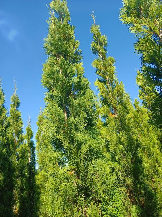 Туї смарагд до 1000 шт