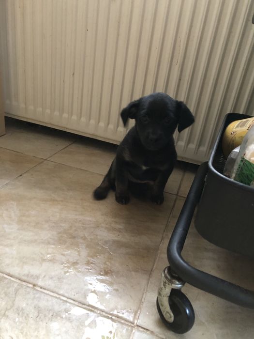 Oddam pieski w dobre ręce .