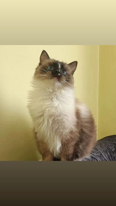 Kocurek Leon Krycie ,Reproduktor Fife FPL               1200.