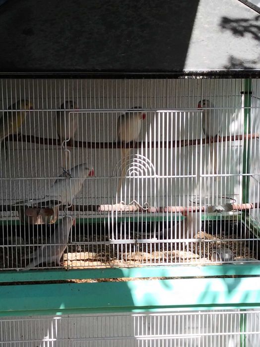 Venda de  aves Ring Neck