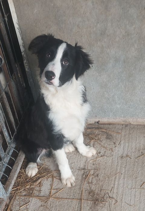 Border collie szczeniak piesek!