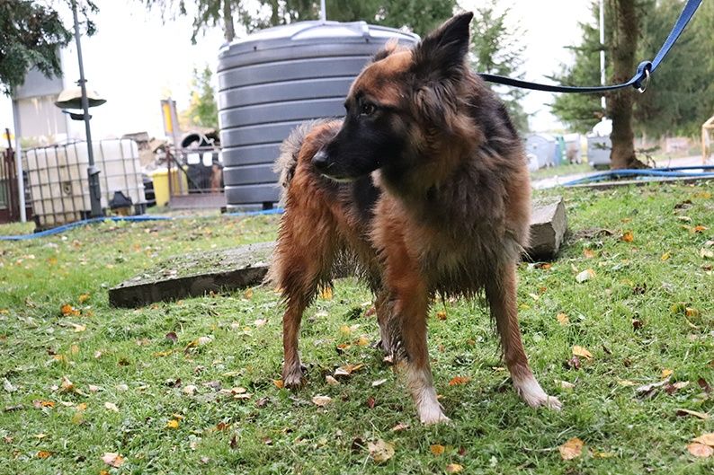 Doris - młoda mądra sunia w typie owczarka do adopcji