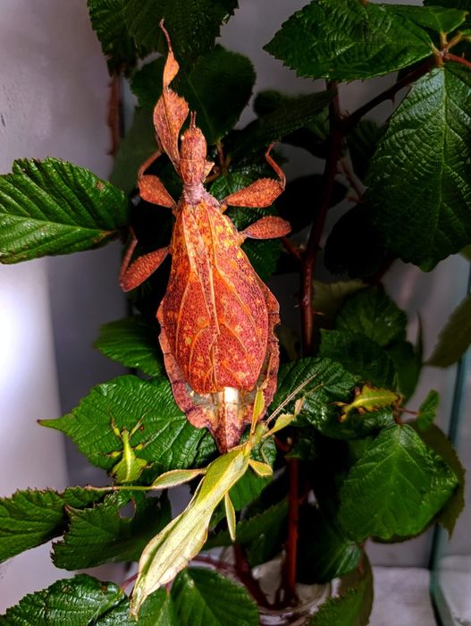 Liściec / straszyk / phyllium tobeloense 'galela'