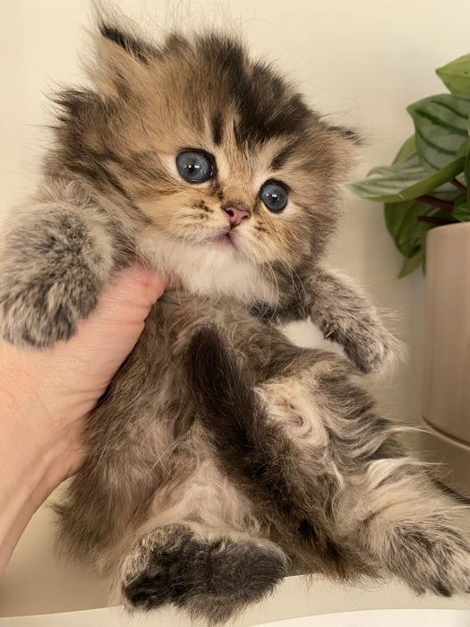 British longhair