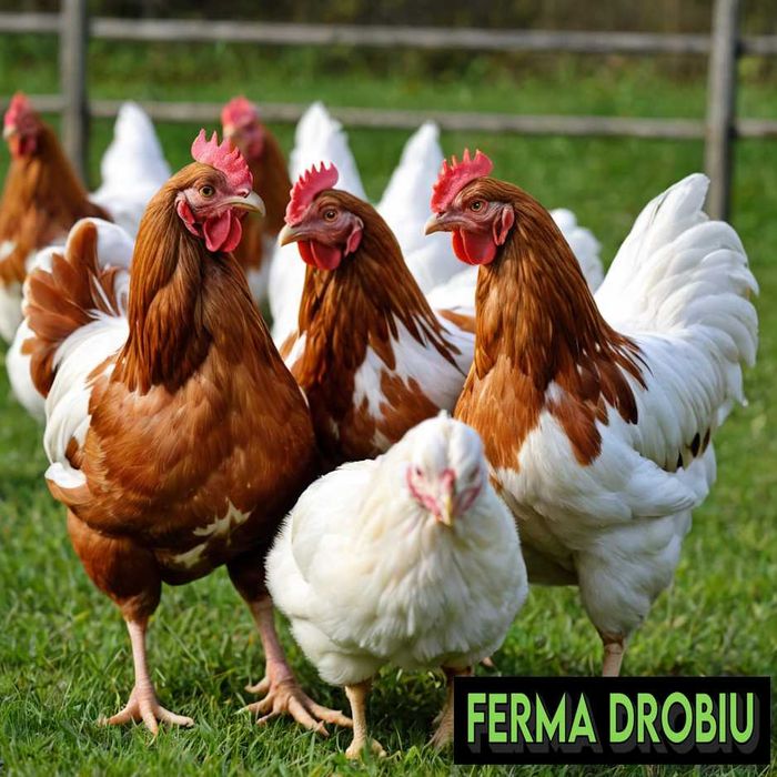 kury nioski super jajko dowóz dratis