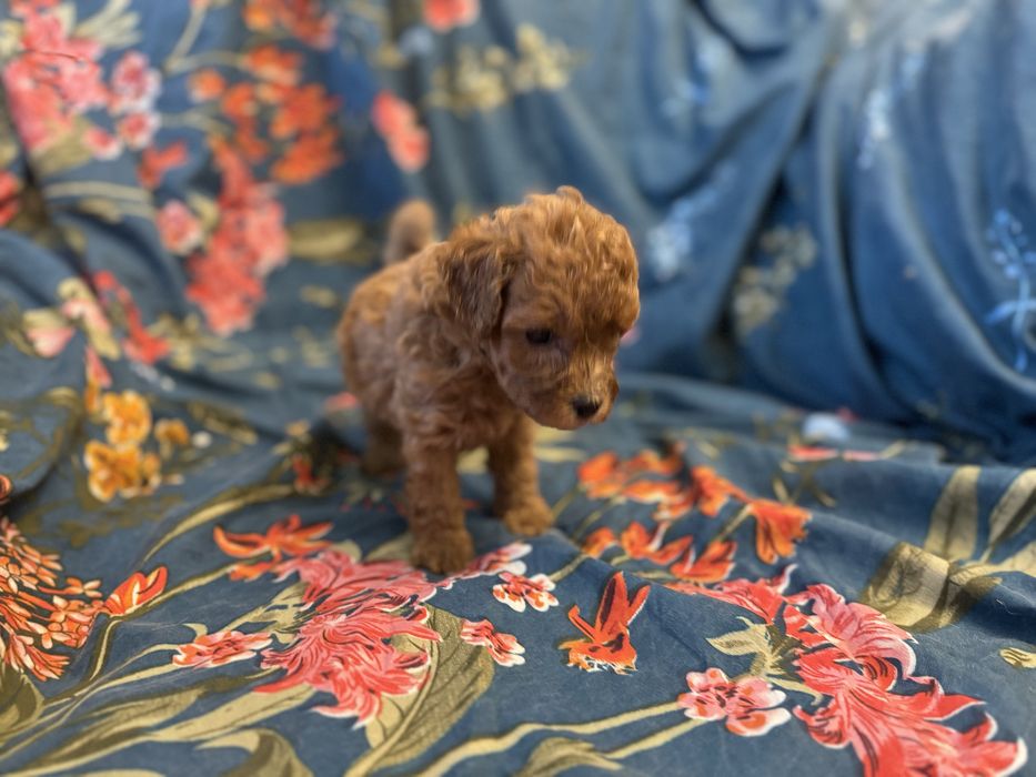 Той пудель на долоню