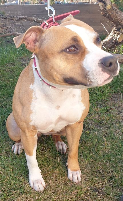 Amstaff Standard szczeniak miot B