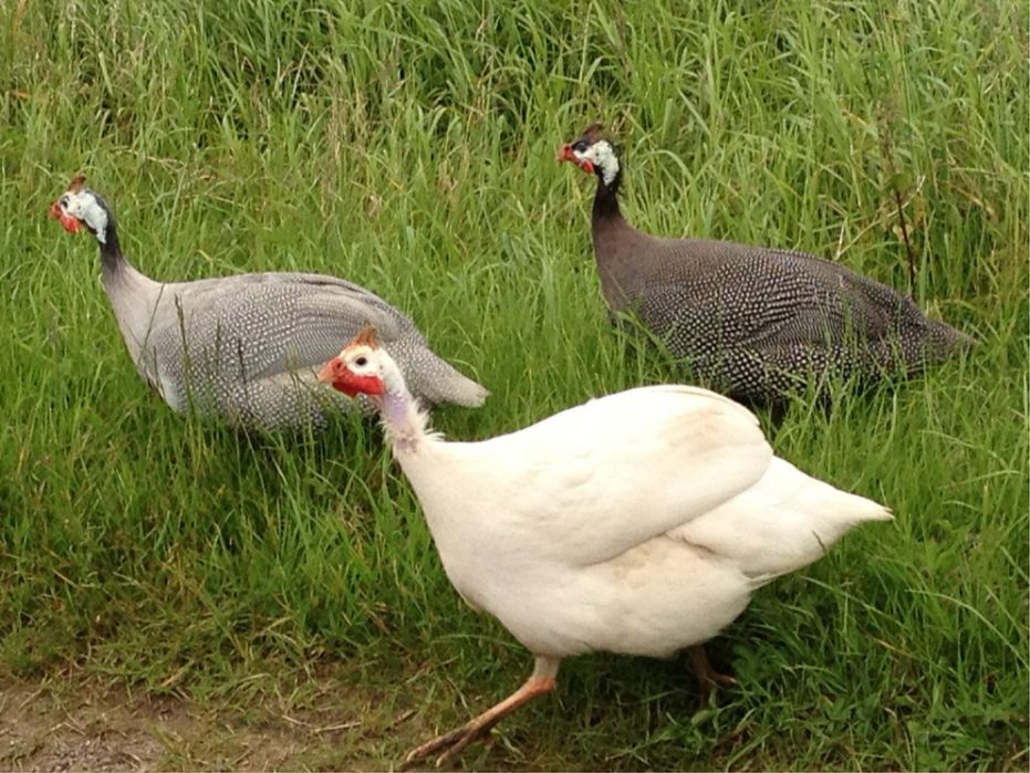 Цесарки білі, голубі, сірі